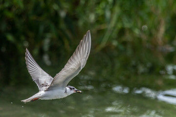 White-winged Black Tern  in the migration season 