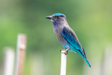 Colorful Indian roller in the field 