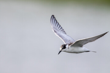 White-winged Black Tern  in the migration season 