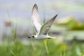 White-winged Black Tern  in the migration season 