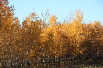 Autumn In The Trees, Elk Island National Park, Alberta