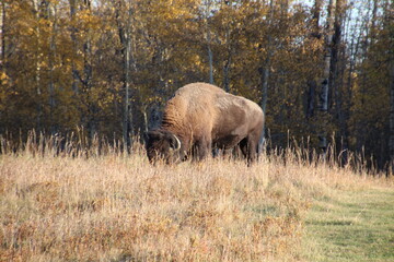 Grazing Bison, Elk Island National Park, Alberta