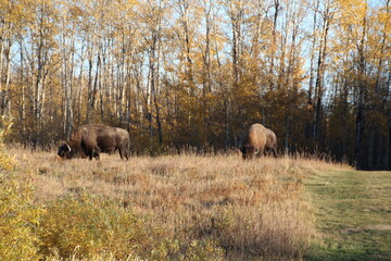 Grazing Bison Of Fall, Elk Island National Park, Alberta
