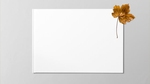 Yellow dried maple leaf on white background with copy space free image