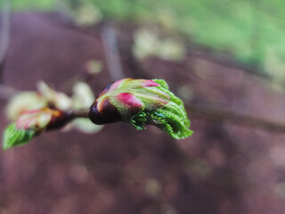 bud of a tree