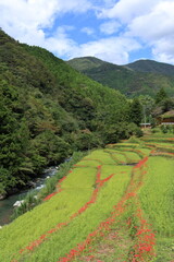 土佐山の棚田と彼岸花　初秋　（高知県　高知市）