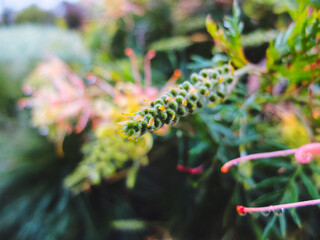 grevillea flower