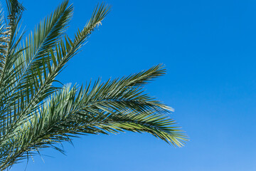 Green palm leaves on a background of clear blue sky on a sunny day