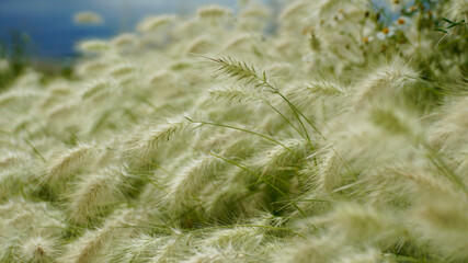 Pasto pluma Feather Grass 2