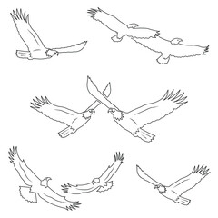Bird set icons in outline style. Big set of eagles vector image.