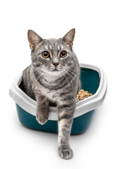 Grey cat in plastic litter box. Isolated on white. - 460413193