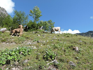 Kühe am Berghang