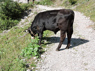 Bulle auf dem Weg