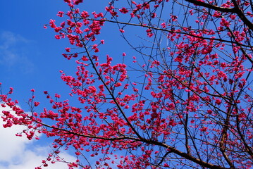 奄美大島・緋寒桜(ヒカンサクラ）
