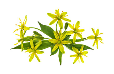Yellow Gagea lutea flowers, bud and leaves in a spring floral arrangement isolated