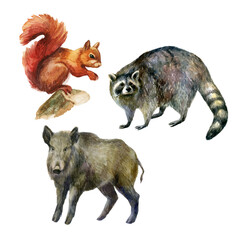 Watercolor illustration, set. Forest animals hand-drawn in watercolor. Squirrel, raccoon, wild boar.