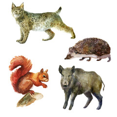 Watercolor illustration, set. Forest animals hand-drawn in watercolor. Lynx, wild boar, squirrel, hedgehog.