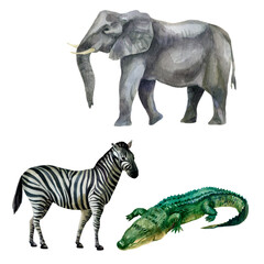 Watercolor illustration, set. African tropical animals hand-drawn in watercolor. Zebra, elephant, crocodile.