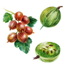 Gooseberry set. Watercolor illustration gooseberry branch and gooseberry berry drawn by watercolor.