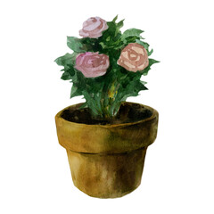 Watercolor illustration. Picture of a pot with a flower. Pot, rose bush. Garden inventory.