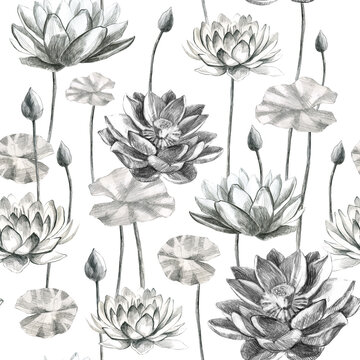 Lotuses pattern flowers and lotus leaves in pencil. Water lily. Pencil drawing of leaf stems and water lily buds.