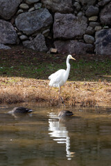 金沢城公園湿生園の白鷺