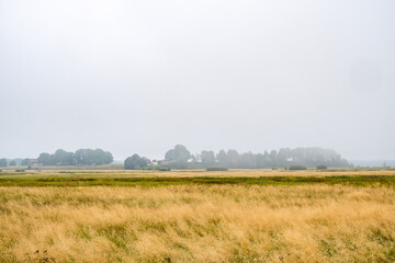 Obraz premium Dry grass at a moor landscape view