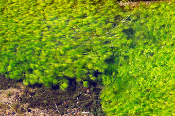 きれいな水の中でなびく藻