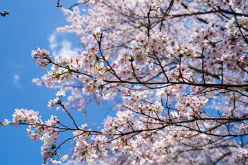 入学シーズンの満開の桜