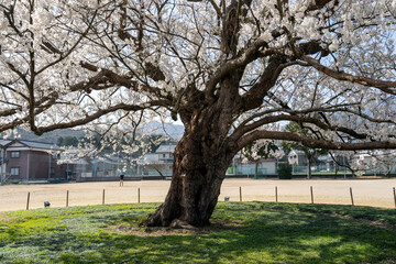 味真野小学校の校庭の桜
