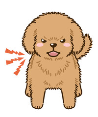 威嚇するトイプードル（茶）