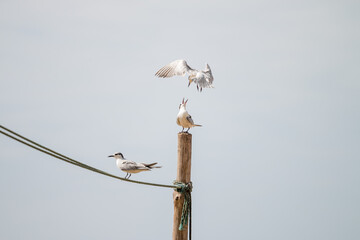 the seagull feeds the family