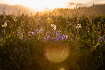 wildflowers at sunset  © Nataliya