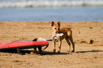dog wont to go surfing