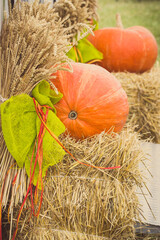 Harvesting decorations made of pumpkin and ears of rye or wheat