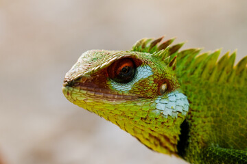 close up of a green lizard