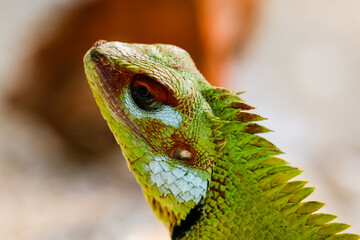 close up of a green lizard