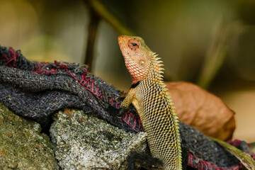 lizard on a rock
