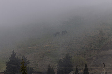 horses in the mountains on a misty morning