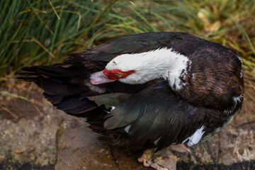 Muscovy Duck with red face and black and white feathers
