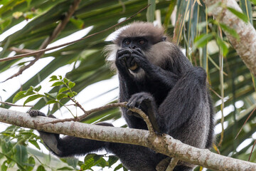 monkey eating on a branch