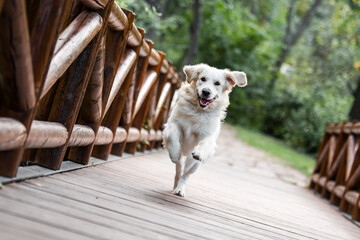 A dog, Golden retriever running on a wooden bridge with his tongue out