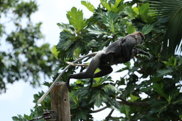 mom monkey with cub jump