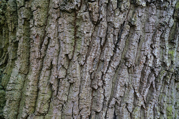 dry tree bark texture and background, nature concept