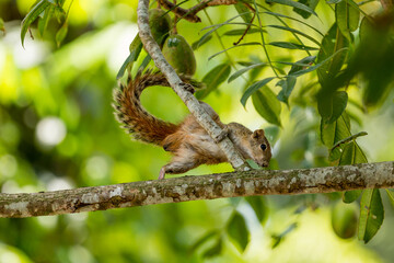 squirrel on tree