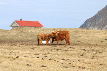 shaggy cow with a calvin a field behind a house with a red roof