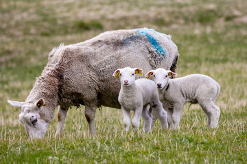 sheep and lambs