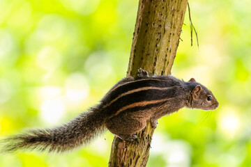 squirrel on a tree