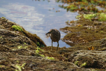bird eating fish