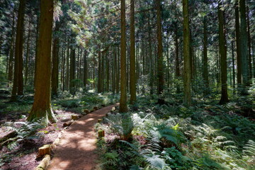 a refreshing cedar forest in the sunlight